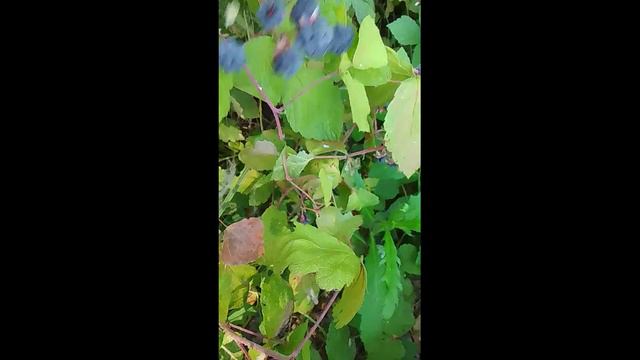 Лесная ежевика для варенья