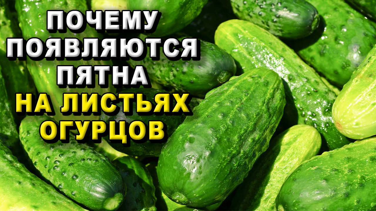 Почему появляются пятна на листьях огурцов?