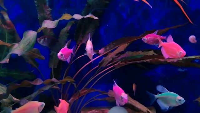 Тернеции. Отличие самки от самца смотреть онлайн