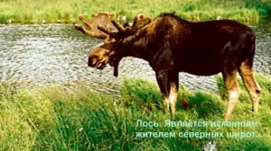 Животный мир тундры