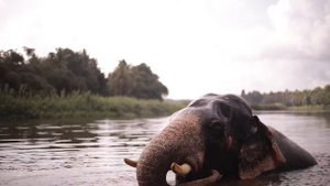 Слоны в дикой природе