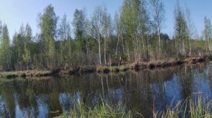 Ловля леща на поплавочную удочку.
