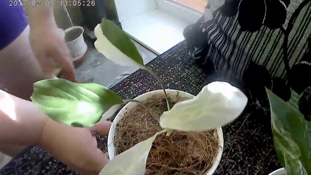 Мои комнатные растения в зале смотреть онлайн