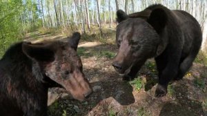Медведей в воду не затащить из воды не вытащить.