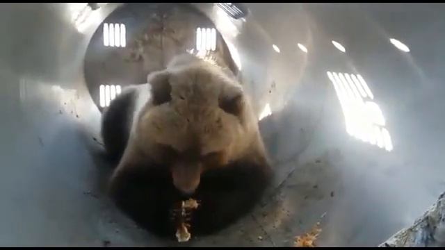 На Камчатке медведя-грабителя поймали на пирожок с капустой смотреть онлайн