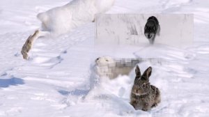 Почему зайчик шубу меняет.РАЗВИВАЮЩЕЕ ВИДЕО ДЛЯ ДЕТЕЙ. Энциклопедия для детей в сказках.