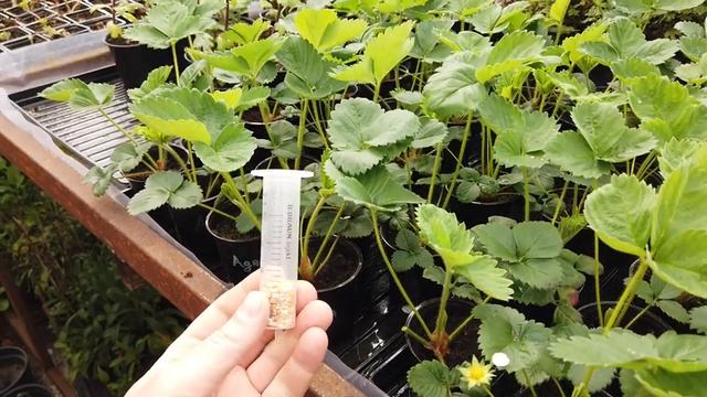 От Этого УДОБРЕНИЯ Клубника РАСТЕТ САМА. Osmocote Topdress. смотреть онлайн