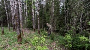 Жизнь в Тайге. В избушке можно жить. Быт и готовка.