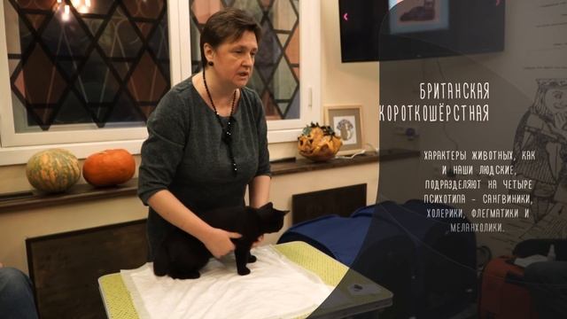 Британская короткошёрстная кошка тёмного окраса и окраса циннамон смотреть онлайн