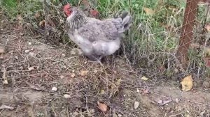 Породные куры и цыплята#Курица Маран с выставки#Окрас Маран#