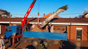 Посадка деревьев крупномеров кедра из Сибири на Западе России. Про-фит