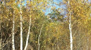 Осенняя березовая роща - Autumn Birch Grove