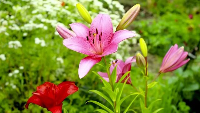 Хитрая свекровь оформила квартиру сына и невестки на себя. Но умная сноха устроила ей сюрприз... смотреть онлайн