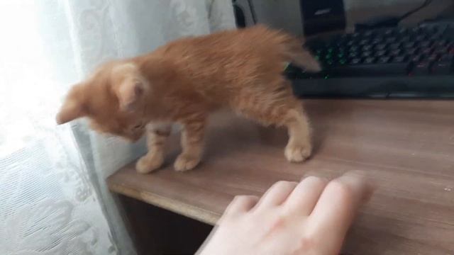 Почему КОТЫ живут с ЛЮДЬМИ? Как одомашнили котов.