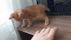 Почему КОТЫ живут с ЛЮДЬМИ? Как одомашнили котов.