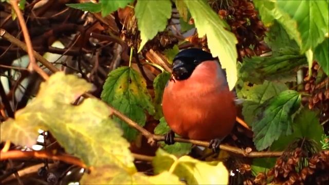 Снегирь на кусте пузыреплодника. смотреть онлайн