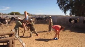 Riding Ostrich  Девушка катается на страусе