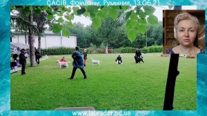 🐕📝🐾 Выставки собак: зачем они нужны?