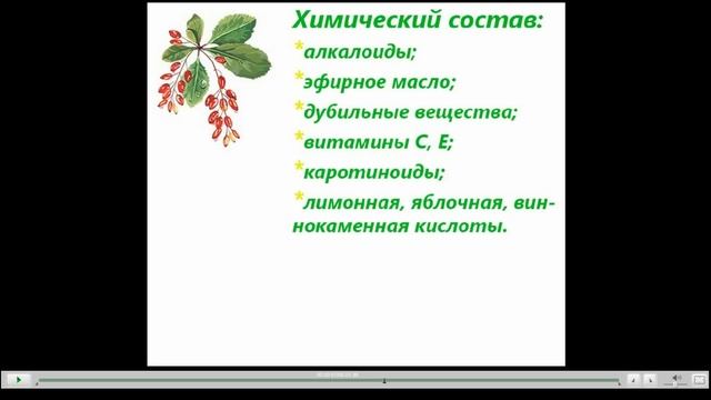 Барбарис Полезные свойства