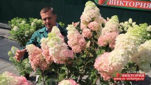 Гортензия Ванилла Фрайз в садовой фирме «Виктория»