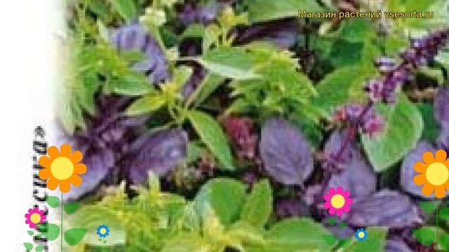 Базилик Шесть ароматов смесь. Краткий обзор, описание характеристик, где купить семена ocimum смотреть онлайн