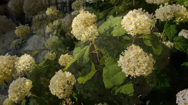 RELAXING WITH THE WHITE WILD ROSES AND HYDRANGEA FLOWERS. смотреть онлайн