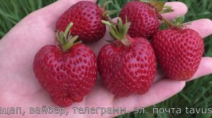 ФЛОРИДА БРИЛЛИАНС ранний сорт клубники