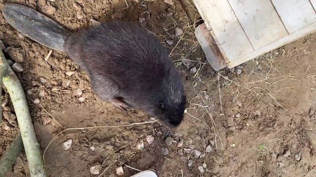 ВЫПУСКАЮ БОБРА НА УЛИЦУ / Самый крупный котёнок мейн-куна Мелиссы ищет новый дом смотреть онлайн
