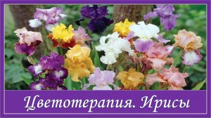 Цветотерапия. Ирисы
