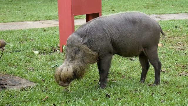 Дикие животные. Животный мир. Часть 25 смотреть онлайн