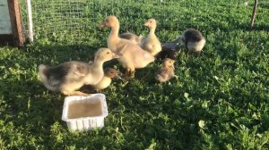 Как вырастить здорового Индоутенка ? Чем кормить с первых суток ? Кормление и Содержание