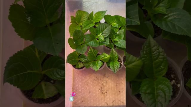 🌺ЧЕРЕНКОВАНИЕ  КРУПНОЛИСТНЫХ ГОРТЕНЗИЙ. РЕЗУЛЬТАТ укоренения🔥