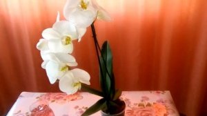 НОВАЯ ОРХИДЕЯ ФАЛЕНОПСИС!/ Фаленопсис Dame Blanche.// Белоснежка!