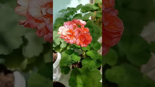 #пеларгония#mor mor смотреть онлайн