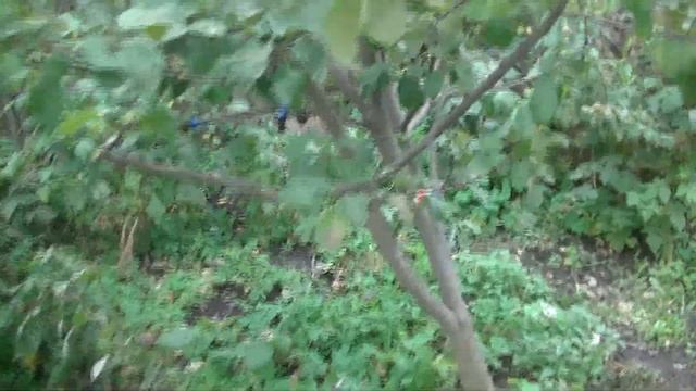 Ежевика бесшипная и малина ремонтантная. смотреть онлайн