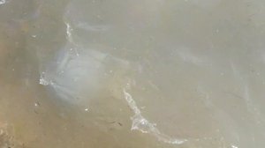 🦑🦑🦑Смотрите какие медузы плавают сейчас в Азовском море!!!🦑🦑🦑