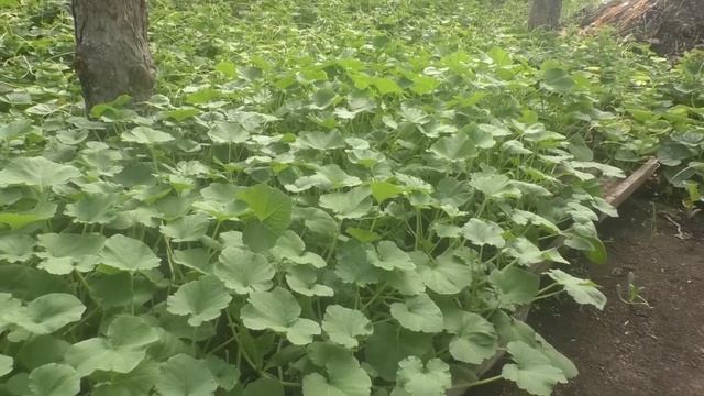 Любая рассада, готовая к посадке! смотреть онлайн