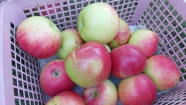 Самое крупное яблоко на яблоне Мартовское 350 гр.Поздние сорта Феникс,Краса Свердловска,Уэлси.2022г