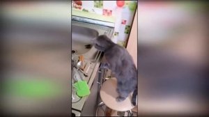 Мемные видео с котами