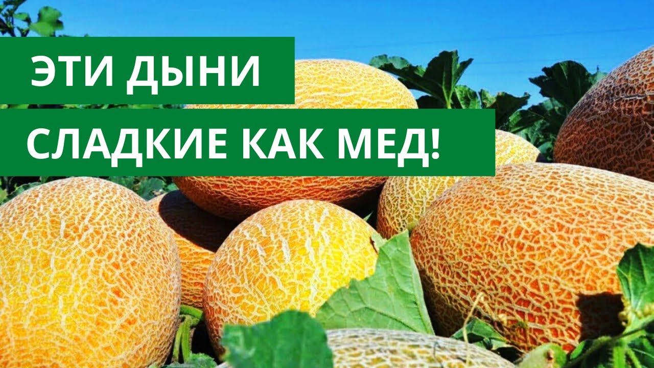 Сорта дынь для урала. Ананасовая дыня. дыня ананасная описание сорта.