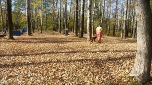 Ирландский сеттер. Элементы начальной дрессировки