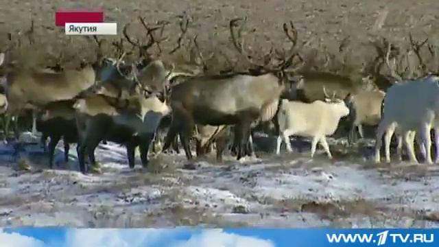 Зов природы . Олени сбежали на свободу. смотреть онлайн