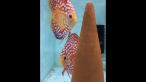 Новинки 5 - Дискусы: Синий скорпион, Золотая гармония, Красная панда