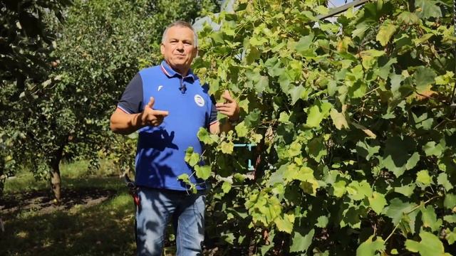 Как ухаживать за виноградом: простые советы для садоводов. смотреть онлайн