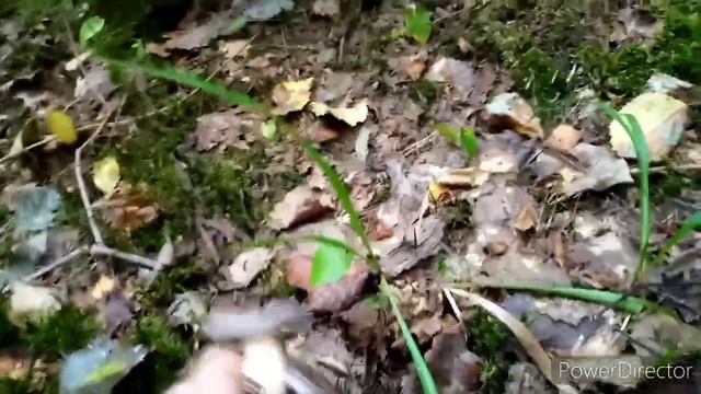 Массовый сбор Грибов Волнушек. Поход в лес. Отдых на Природе#грибы #лес #отдыхнаприроде  #волнушки