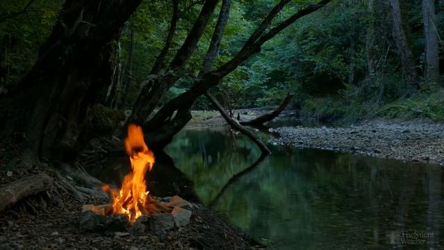 Почему желтеют листья у яблони в июле? смотреть онлайн