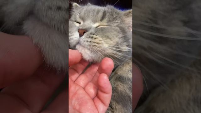 Кот Пуша