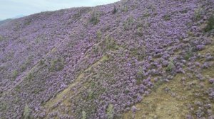 Цветение Маральника . Алтай в мае