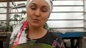 Земляника в теплице.Посадка в марте. Сорта.