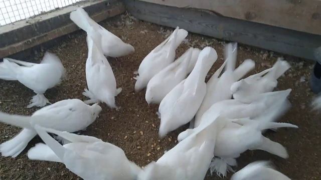 22 апреля 2022 г. андижанские голуби белый отсек, обзор смотреть онлайн